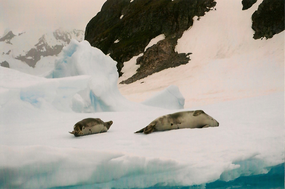 Download the full-sized image of Weddell seal -- photograph