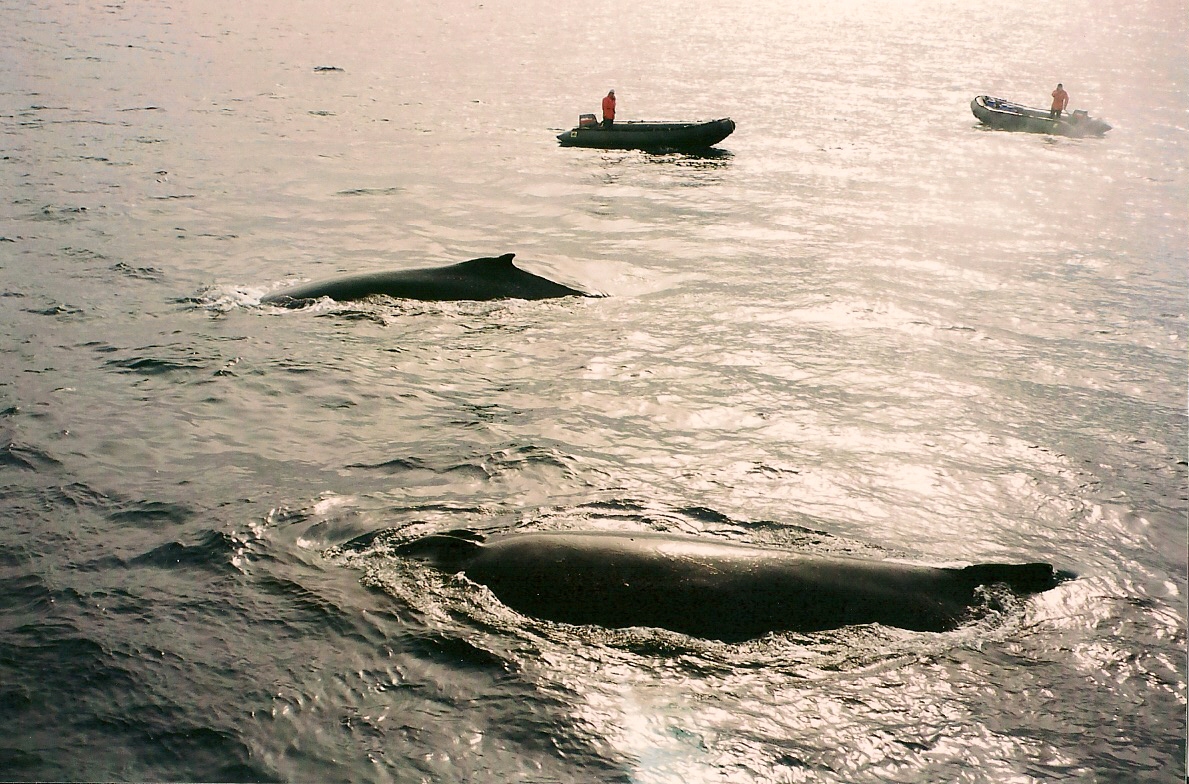 Download the full-sized image of Humpback whales -- photograph