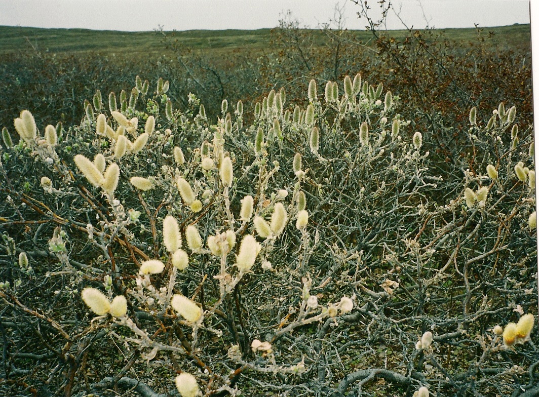 Download the full-sized image of Arctic willow -- photograph
