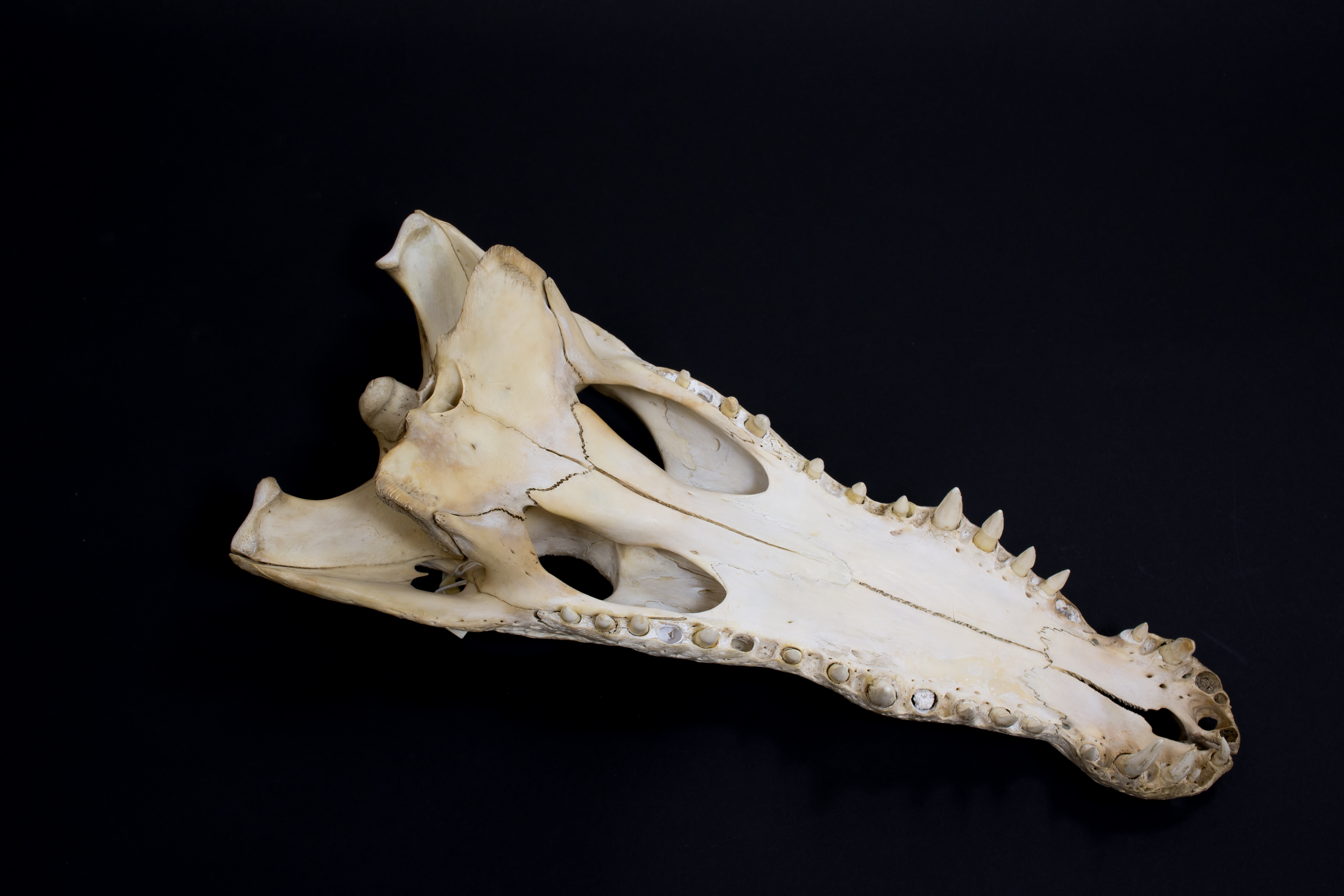 Nile Crocodile Specimen, Dorsal View, | ERA Nile Crocodile Specimen, Dorsal View, | ERA